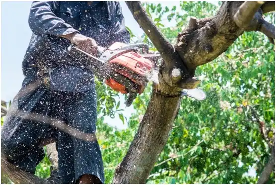 tree services Chenequa